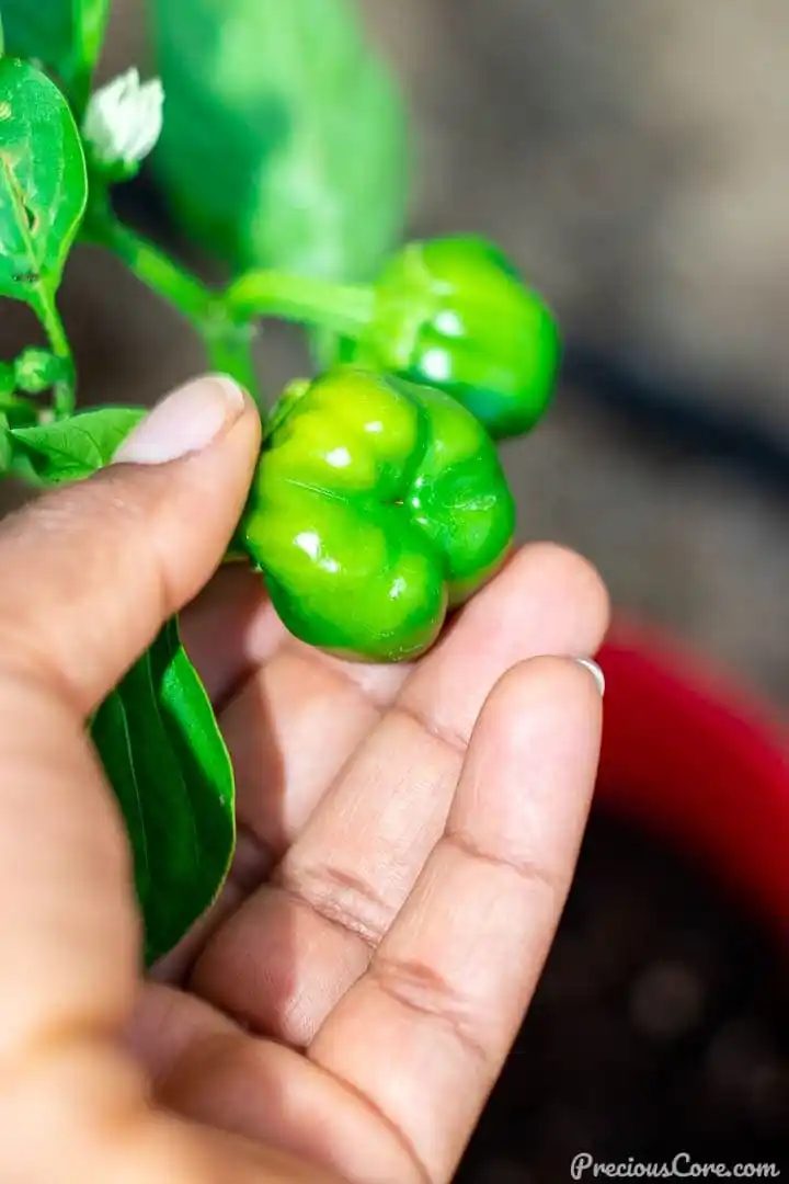 7 Life Lessons we Have Learned From Our First Garden