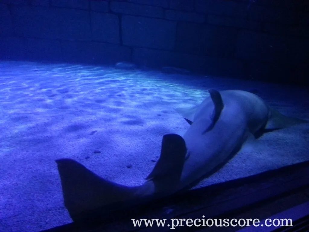 HERE’S WHAT’S UP: A TRIP TO THE SEA AQUARIUM