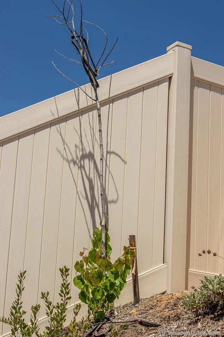 New Life Grows Out Of Dead Trees