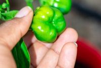 7 Essential Lessons I Learned From My First Garden