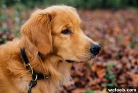 Overcoming a Fear of Dogs: Proven Steps to Regain Confidence