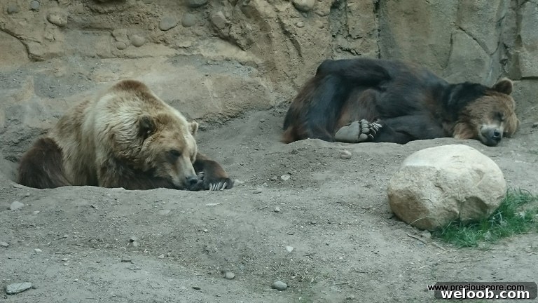 What We Discovered at the Minnesota Zoo: Highlights & Tips 15 img 103 14