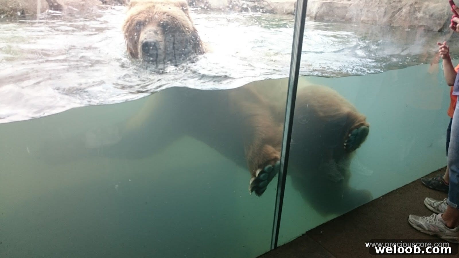 What We Discovered at the Minnesota Zoo: Highlights & Tips 17 img 103 16