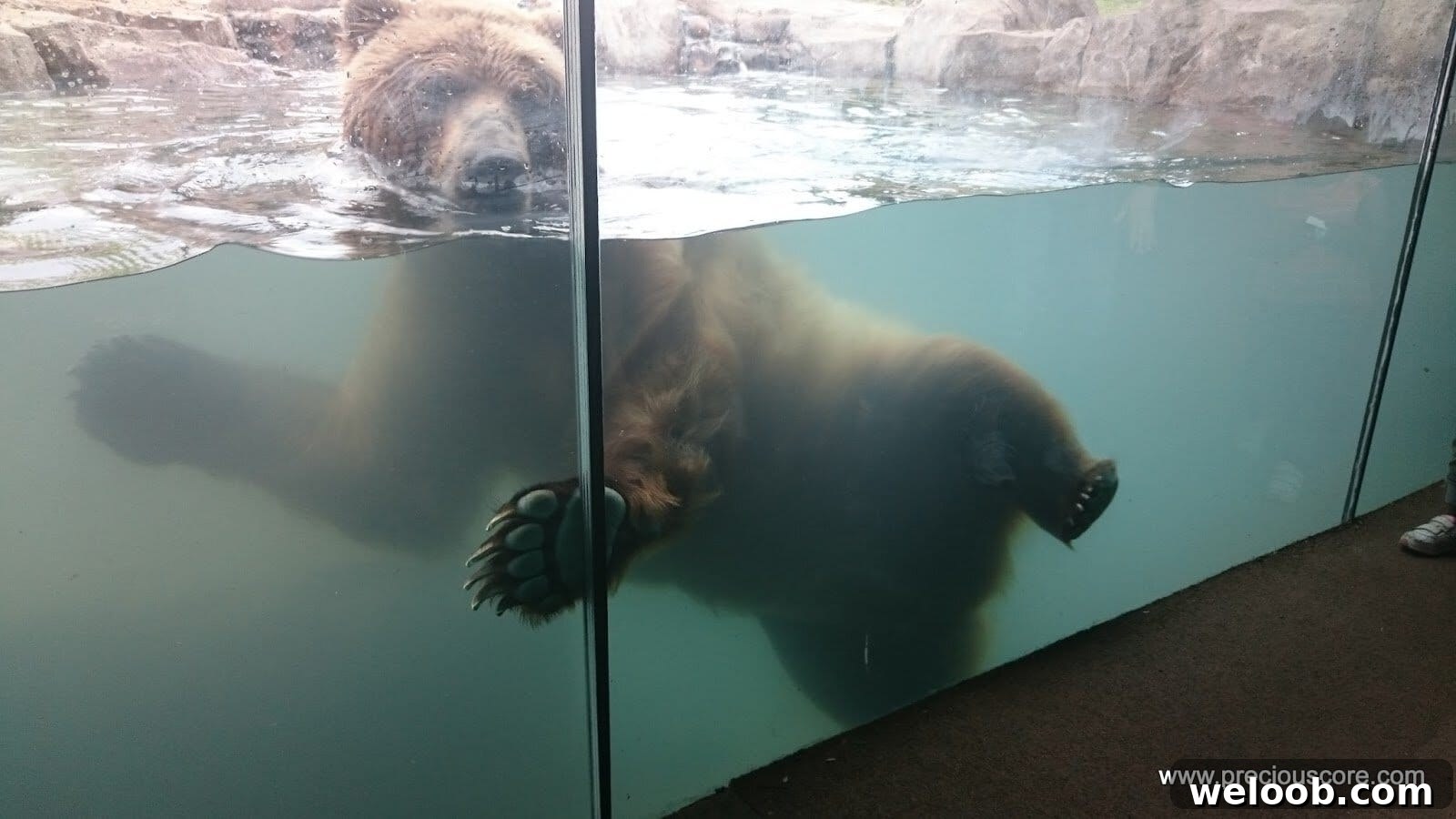 What We Discovered at the Minnesota Zoo: Highlights & Tips 18 img 103 17