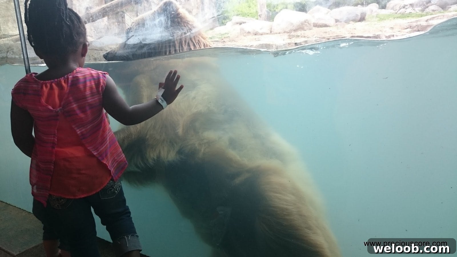 What We Discovered at the Minnesota Zoo: Highlights & Tips 19 img 103 18