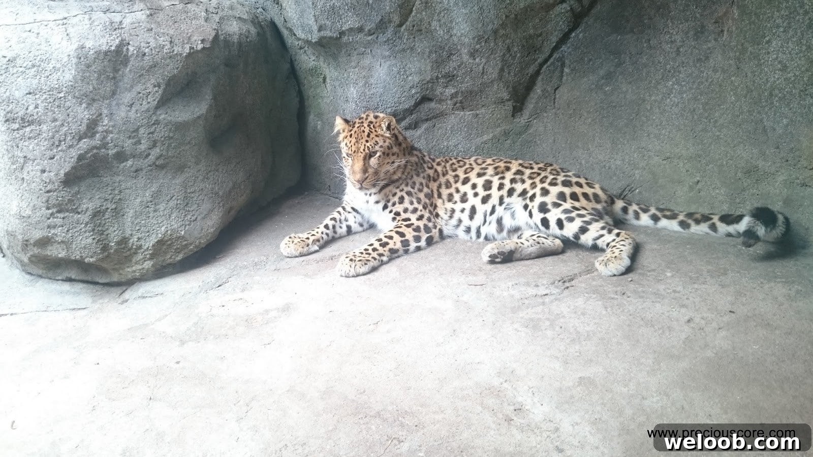 What We Discovered at the Minnesota Zoo: Highlights & Tips 21 img 103 20