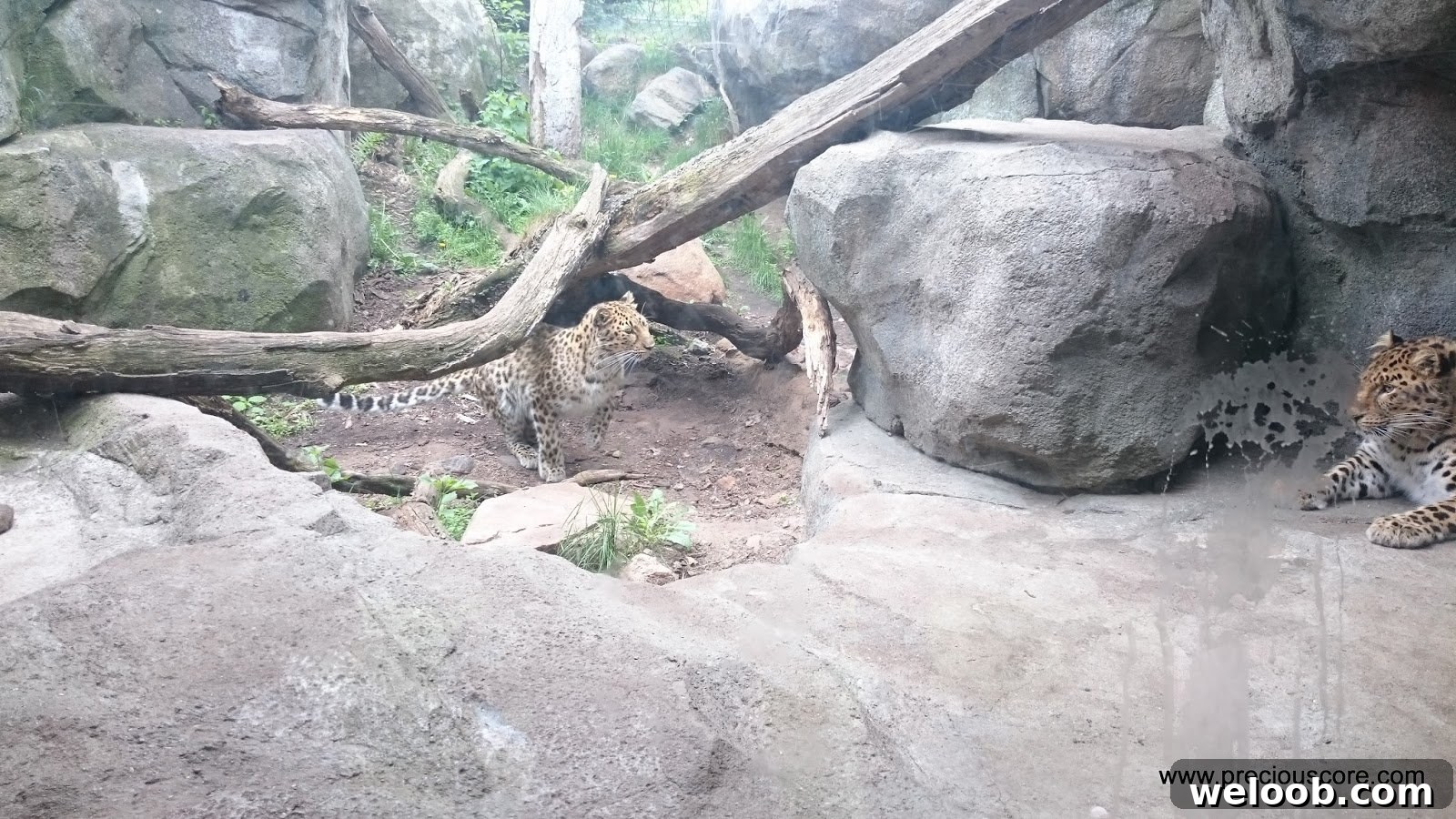 What We Discovered at the Minnesota Zoo: Highlights & Tips 22 img 103 21