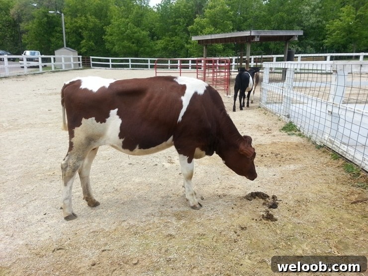 What We Discovered at the Minnesota Zoo: Highlights & Tips 5 img 103 4