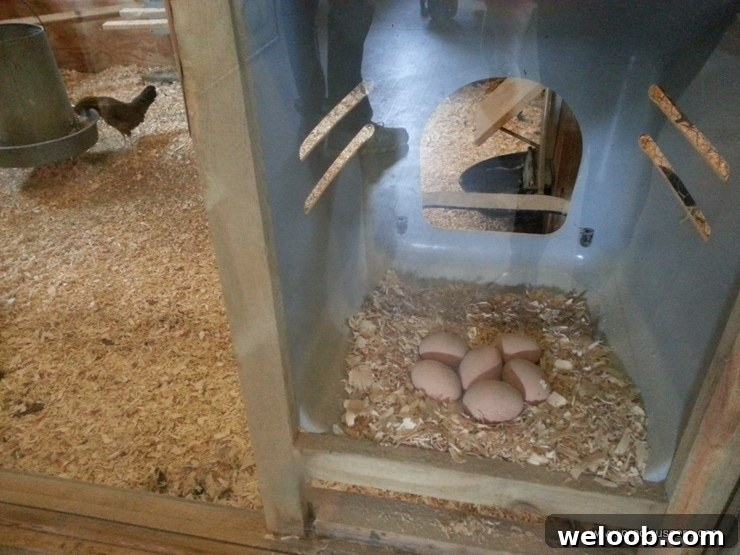 What We Discovered at the Minnesota Zoo: Highlights & Tips 10 img 103 9