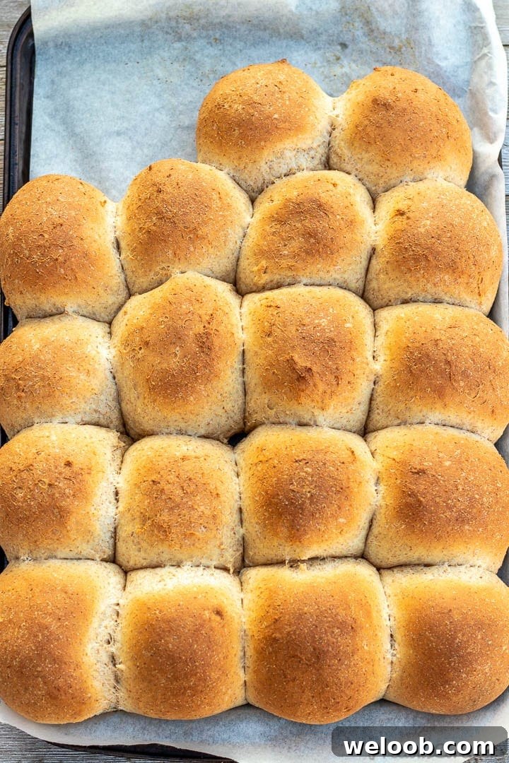 Baked honey whole wheat dinner rolls on a baking sheet lined with parchment paper.