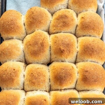 Baked honey whole wheat dinner rolls on a baking sheet lined with parchment paper