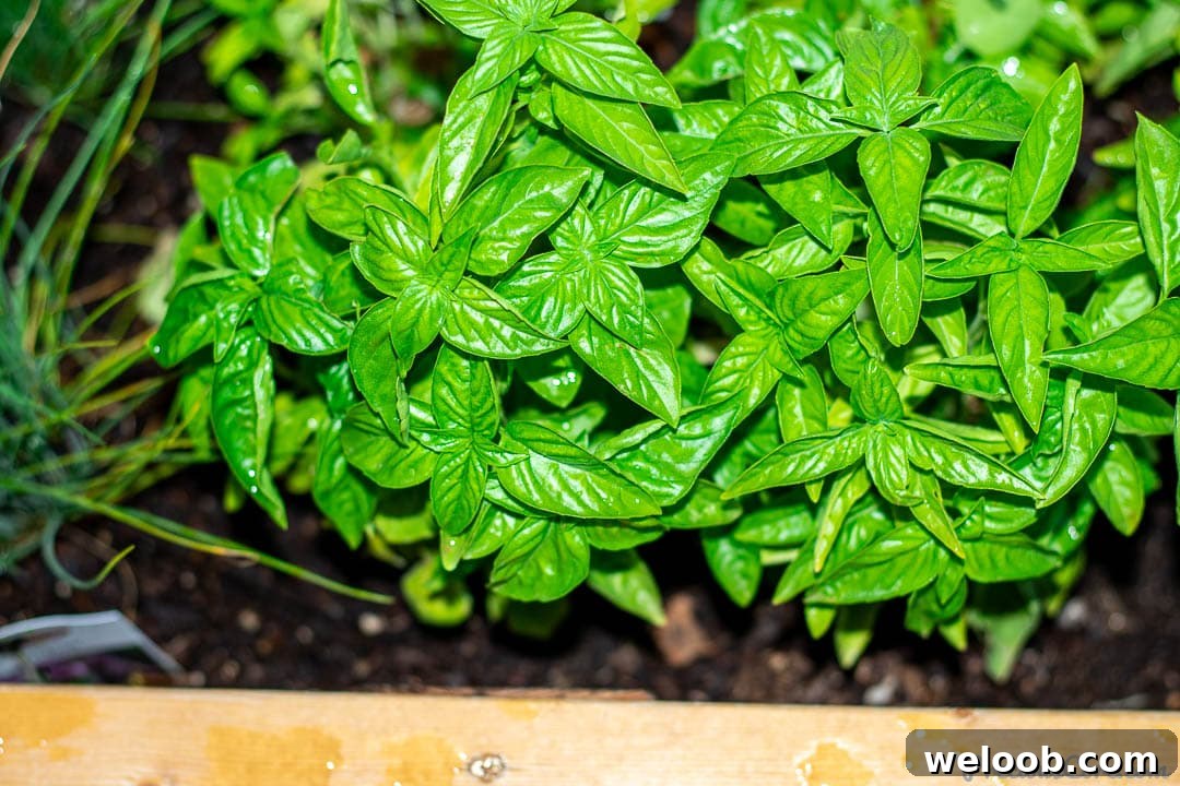 Basil in a wooden planter.