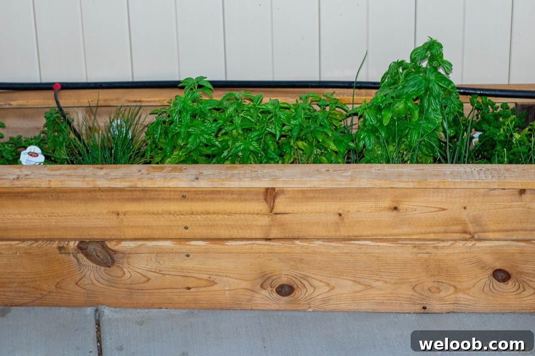 Herbs in a wooden planter.