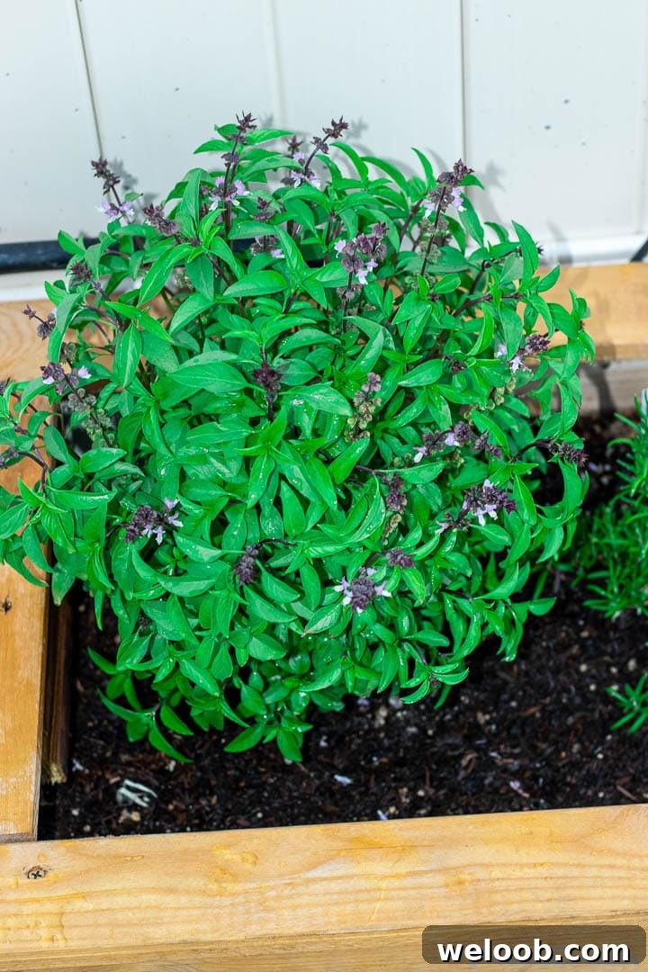 Sweet Thai basil in a wooden planter.