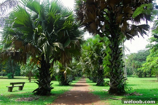 Limbe botanical garden Cameroon