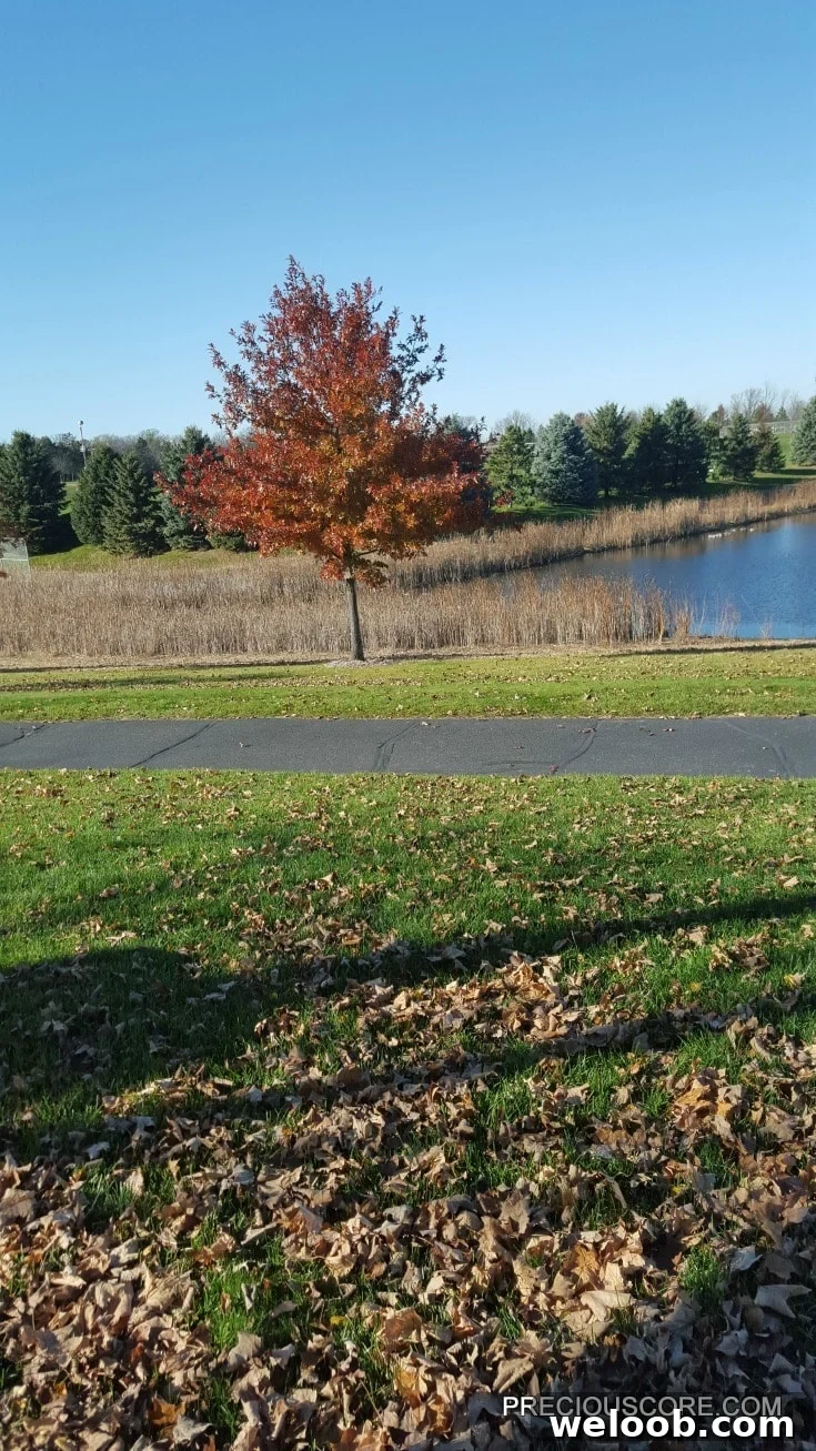 fall-in-minnesota