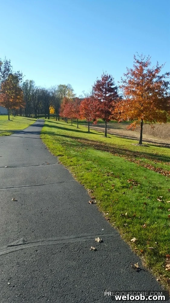 fall-trees