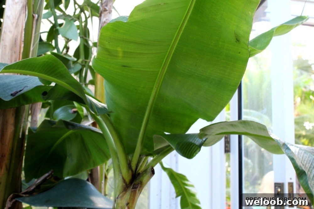 banana-plant-at-como-conservatory