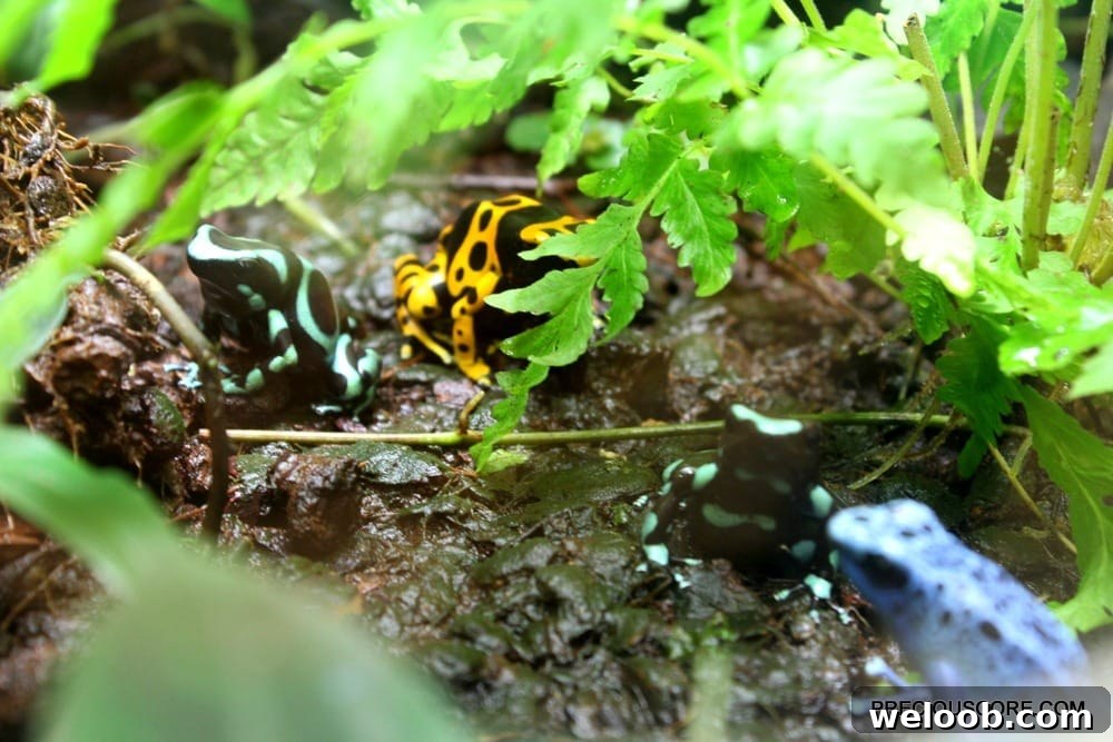 colourful-frogs-at-como-zoo-minnesota