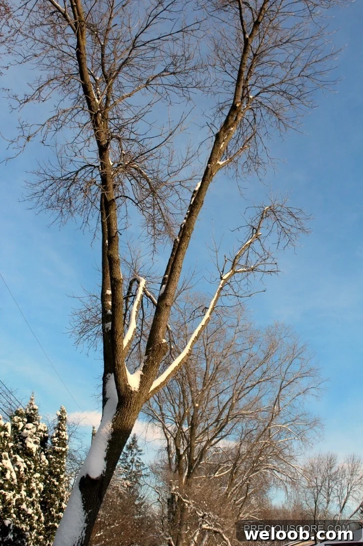 leafless-tree-in-the-winter