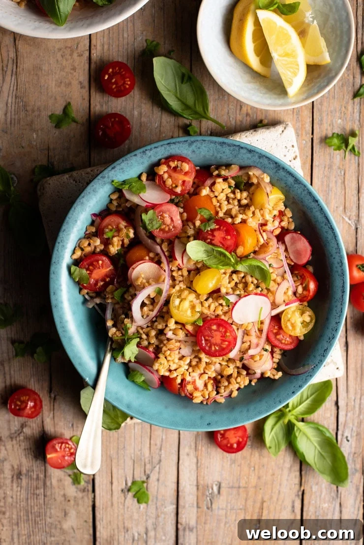 An overhead shot of an Italian farro salad in a bowl with cherry tomatoes and fresh basil