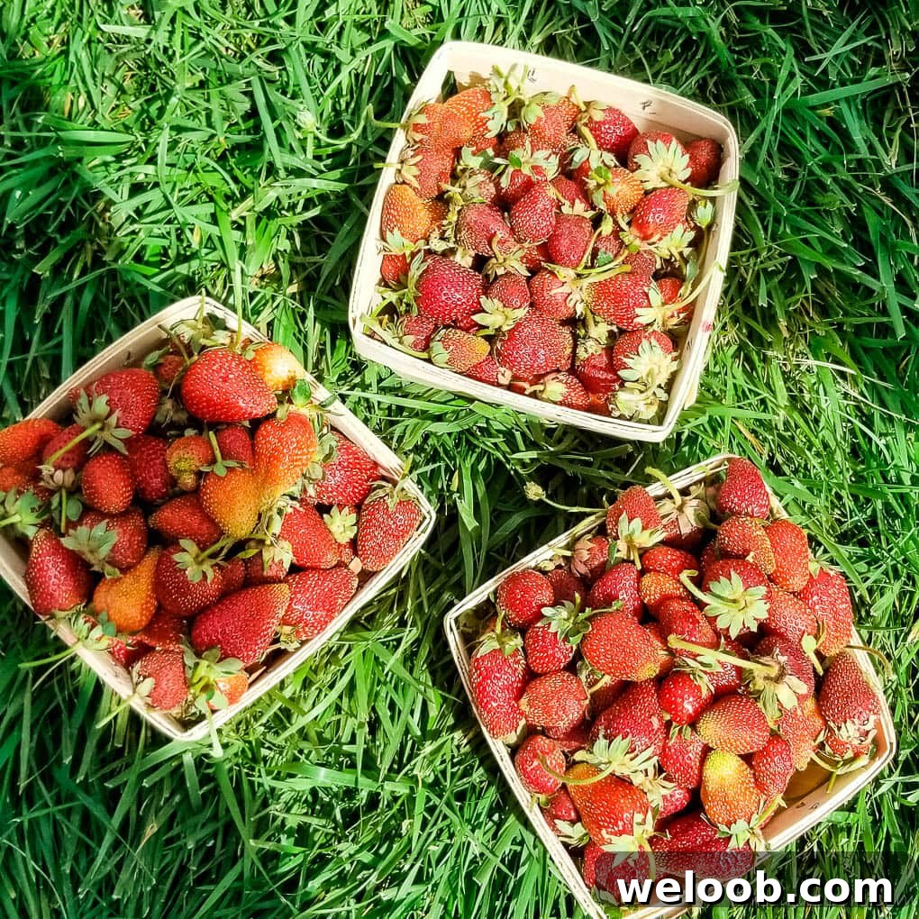 Three containers of freshly-picked strawberries.