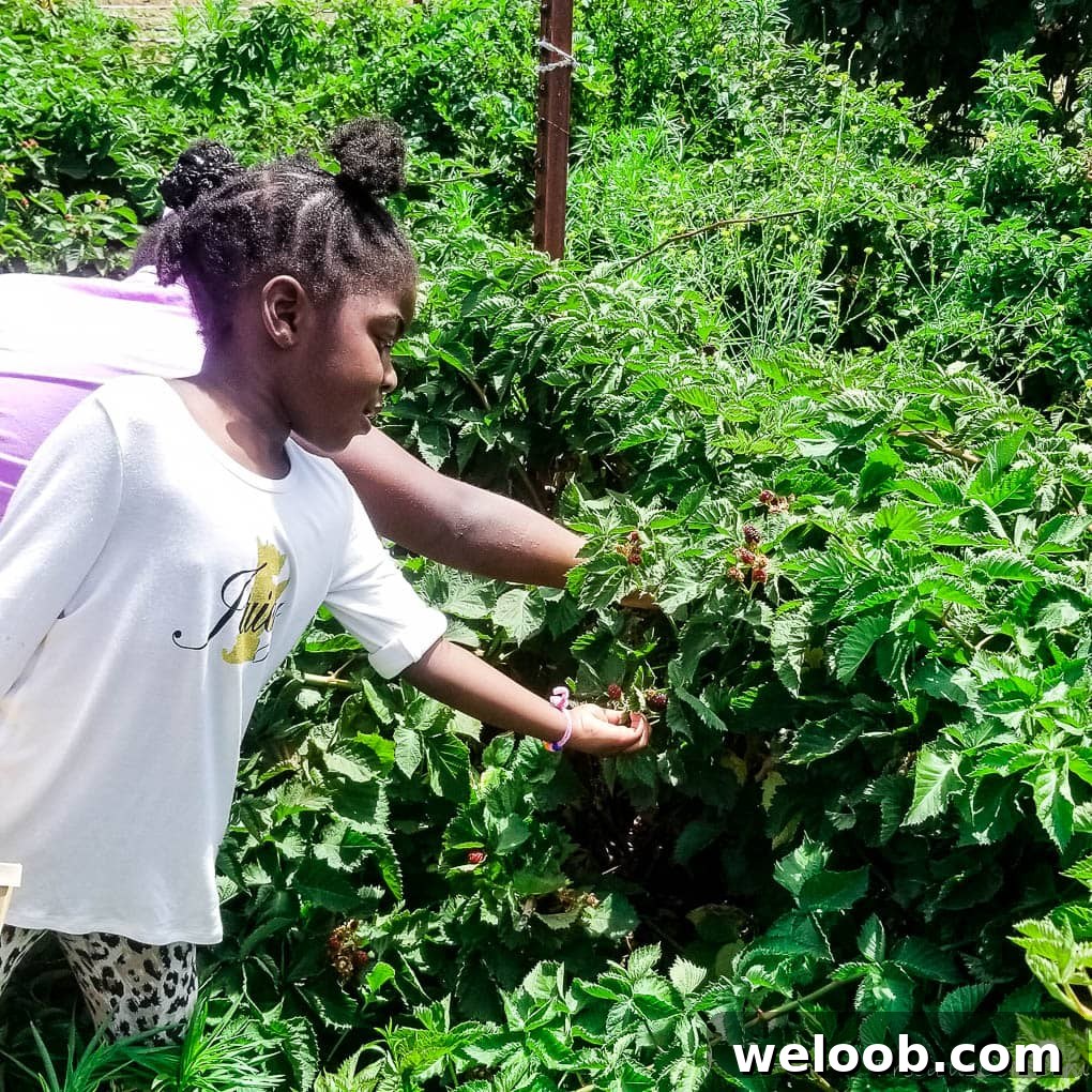 Children reaching into a berry bush.