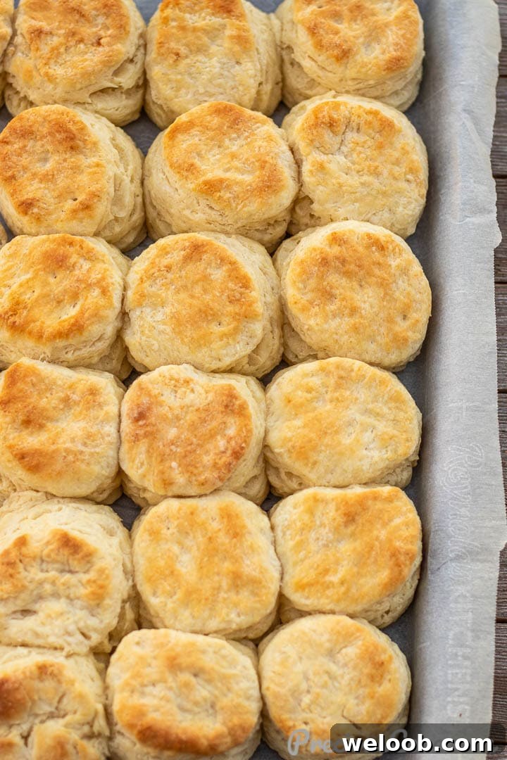 Baked biscuits on sheet