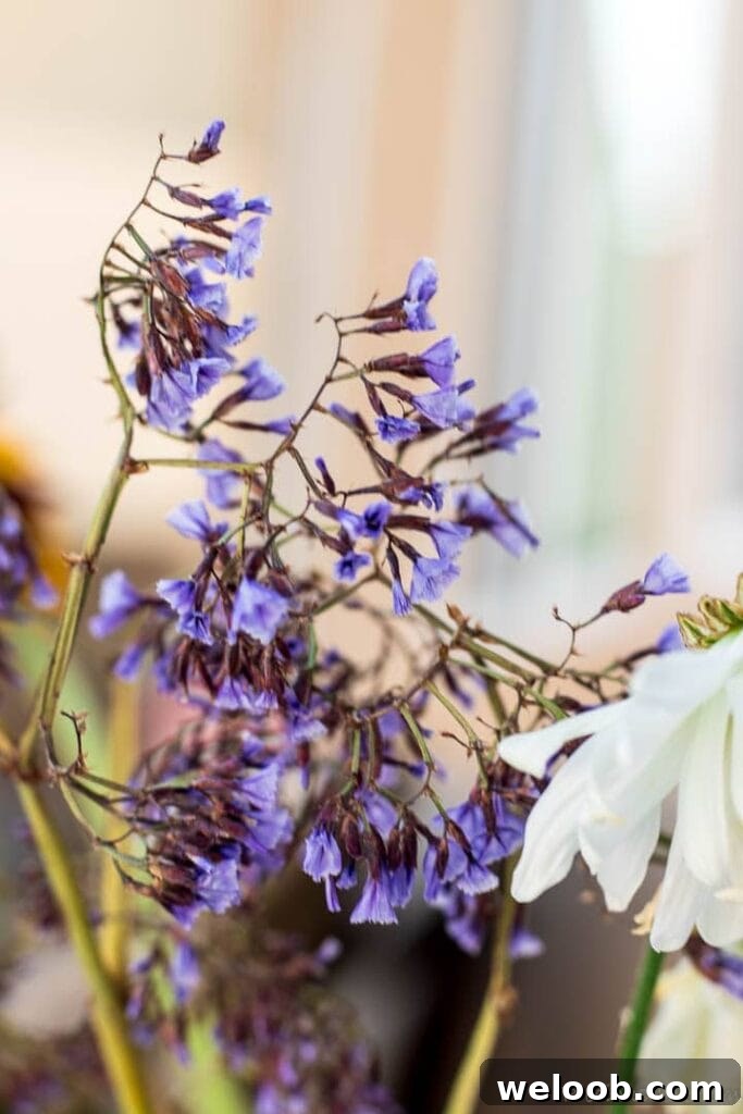 Small purple flowers in garden.