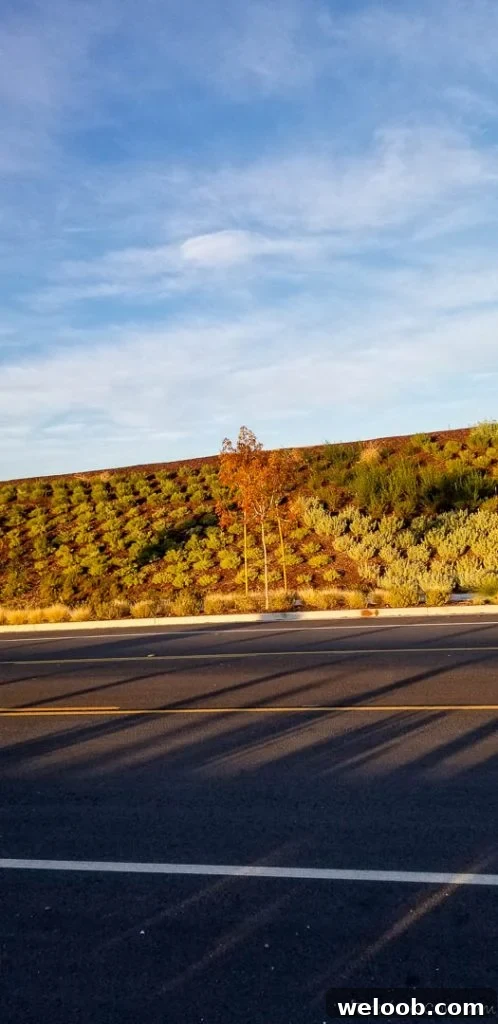 road, sky, plants on a slope